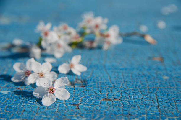 Spring Blossoms on Weathered Blue Wooden Surface