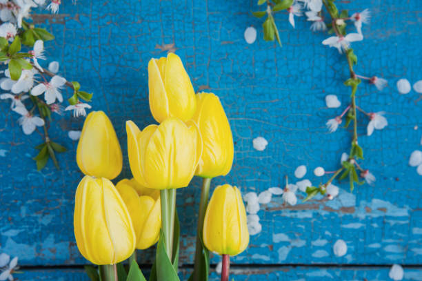 Yellow Tulips and Spring Blossoms on Rustic Blue Background