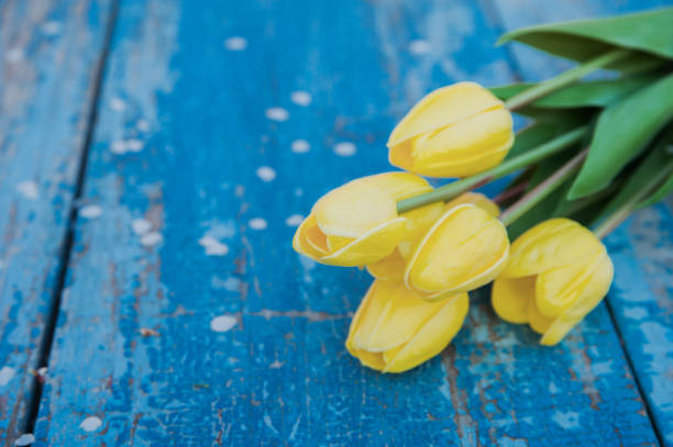 Yellow Tulips and Spring Blossoms on Rustic Blue Background