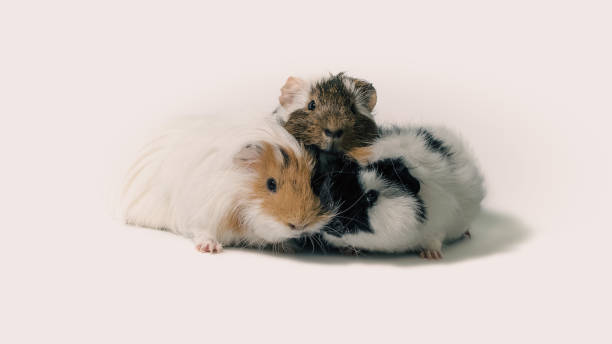 istock three motley guinea pigs on a white background 2188190028