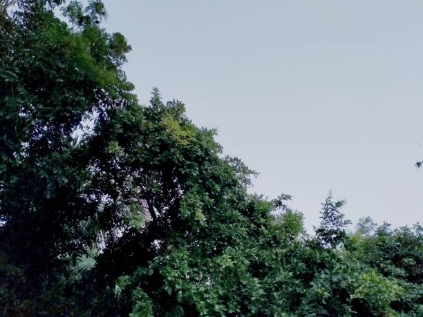 beautiful view of the forest