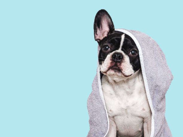 istock Cute puppy and blue towel. Studio shot 2188191642