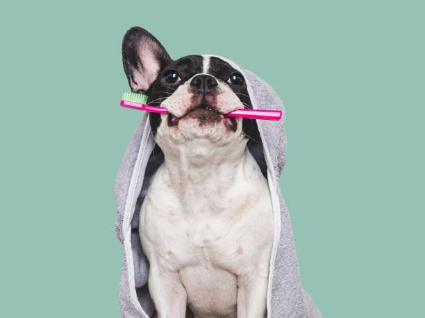 istock Cute puppy, towel and toothbrush. Studio shot 2188191732