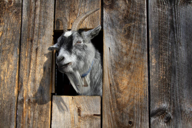istock A tired Billy Goat pokes its head through a barn window looking for food 2188191934