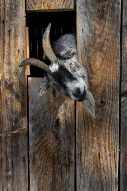 istock A curious Billy Goat pokes its head through a barn window and stares into the camera 2188191936