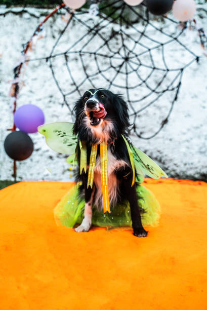 Dog posing for a costume parade