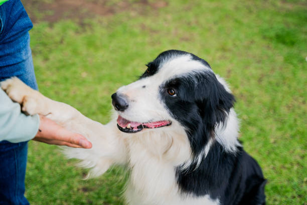 istock Dog giving paw during training at camp training 2188192384