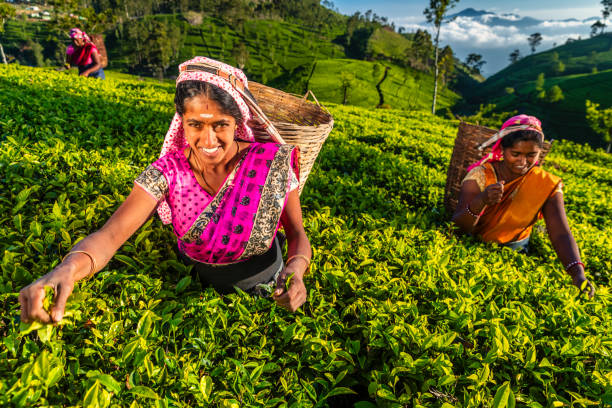 istock Tamil women plucking tea leaves on plantation, Ceylon 2188192540