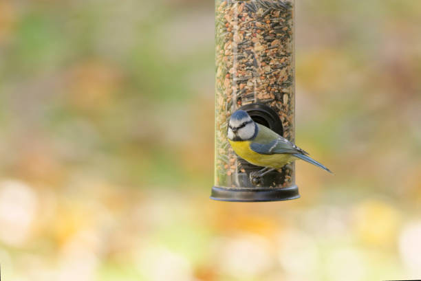 istock blue tit eating seeds from a feeder. seasonal bird feeding. 2188192903