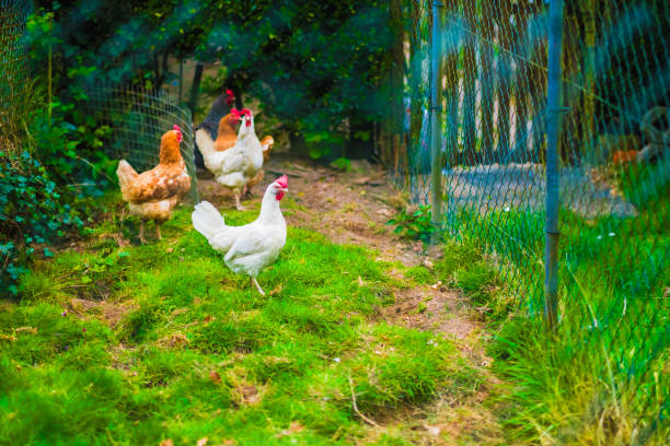 istock Free-Range Chickens Roaming in a Green Farmyard Setting, Capturing Rural Agriculture and Sustainable Living in a Natural Environment 2188193234