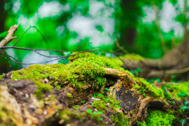 A close-up view of vibrant green moss covering a fallen tree in a forest, illustrating the lush natural environment and peaceful feeling of being in nature.