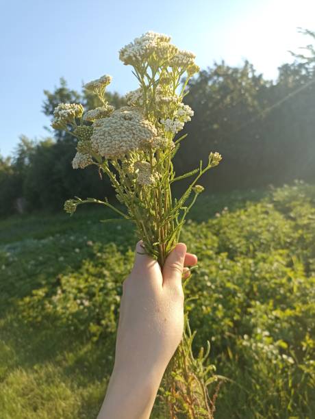 istock Handheld Bouquet of Yarrows 2188193598