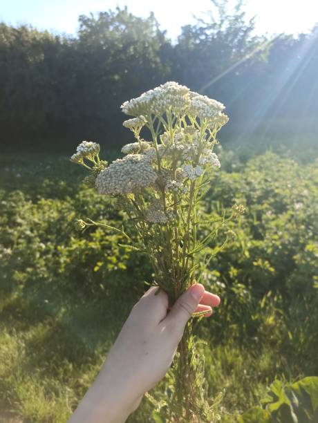 istock Handheld Bouquet of Yarrows 2188193620