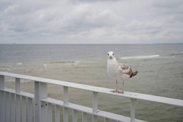 a seagull standing on the railing of a pier