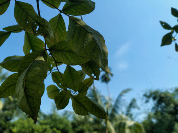 Green tree leaves against the beautiful blue sky