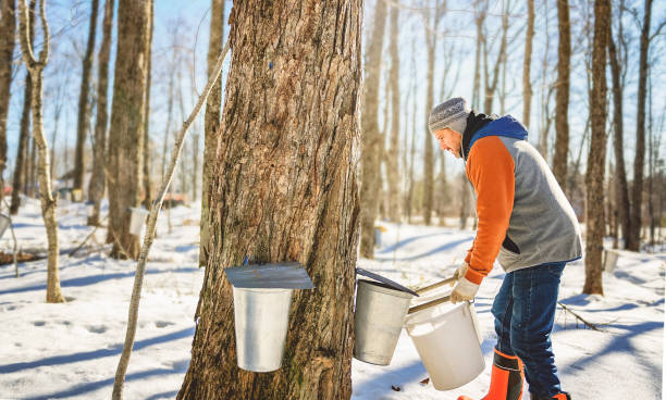 istock sugar shack, a maple farmer wearing a traditional clothe working take maple water 2188195837