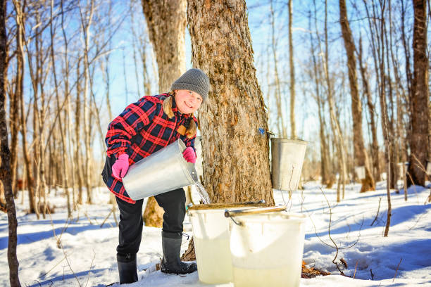 istock sugar shack, child having fun at mepla shack forest collect maple water 2188195877