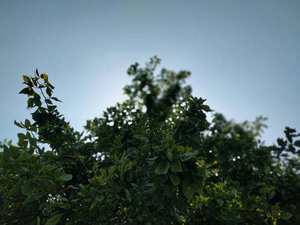 Green trees against the beautiful blue sky