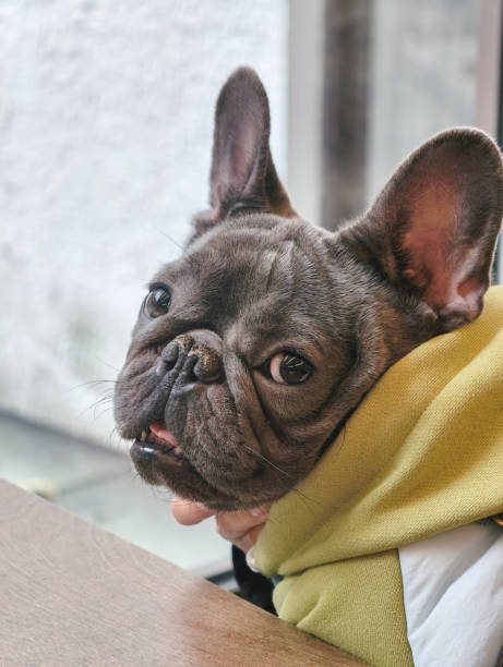 istock Tired french bulldog 2188198579