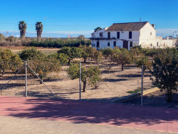 View of orange tree plantation in the district of Meliana in the Valencian Community, Spain