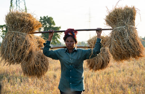 A woman farmer carries harvested rice paddy, in a rice agricultural field, in Bokakhat, India, on 1 December 2024.  Sali rice is the most important rice crop in Assam, grown during the monsoon season and harvested in winter. Sali rice forms the backbone of Assams agricultural economy.