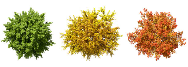 From above trees colourful seasonal top view on white backgrounds 3d rendering