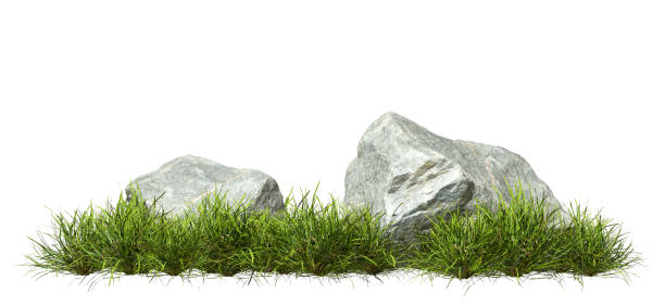 istock Greenery grass prairie growth with rock cutout white backgrounds 3d render 2188206900