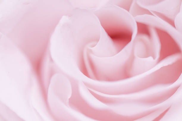 Abstract floral background, pink pale rose flower petals, soft focus. Macro flowers backdrop for holiday brand design