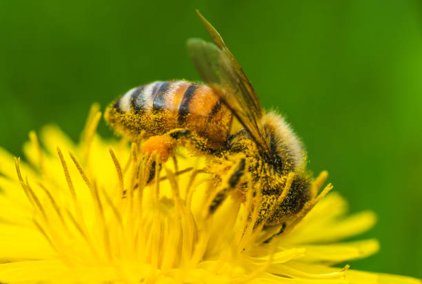 istock Honey bee covered with yellow pollen collecting nectar from dandelion flower. 2188207179
