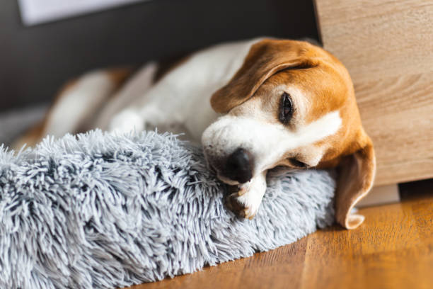 istock Cute Beagle dog sleeping on dog bed indoors, closeup. 2188207226