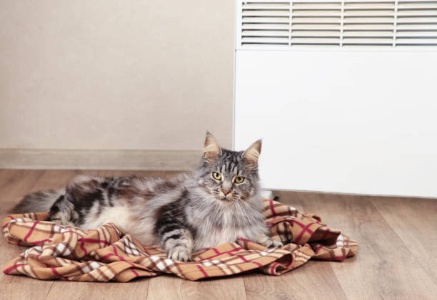 istock Cute cat near electric heater at home. Space for text 2188207413