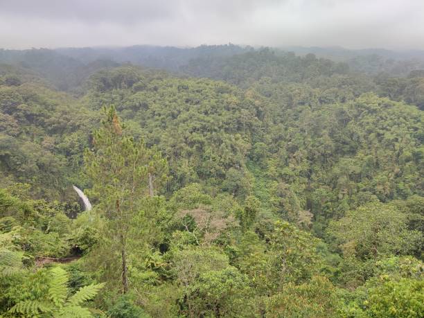 istock from a distance the view of the dense forest 2188207516