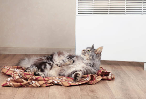 istock Cute cat near electric heater at home. Space for text 2188208001