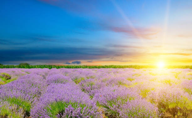 istock Field with blooming lavender and bright sunrise. 2188208045