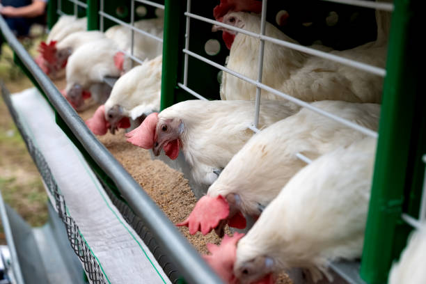 istock Chickens feeding in a poultry farm enclosure. 2188208449
