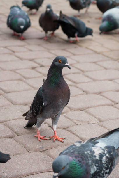 istock Urban Pigeons Gathering on Cobblestone Path 2188208576