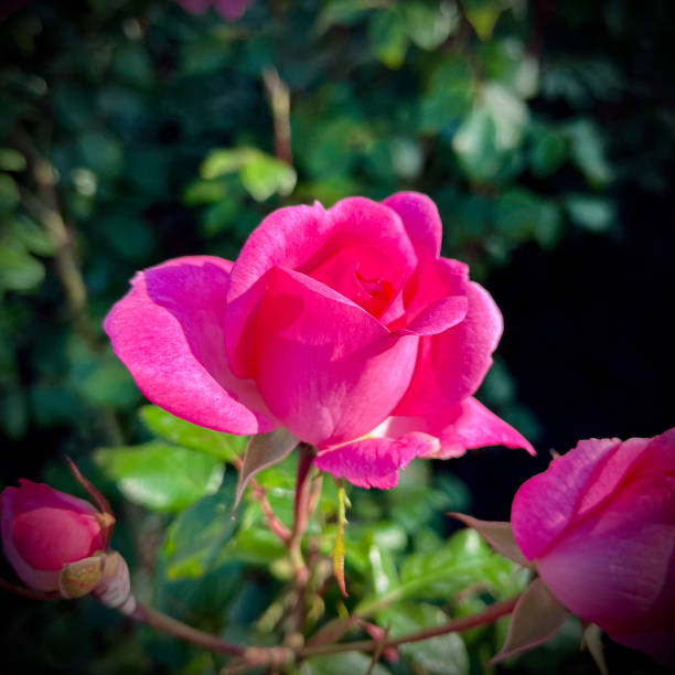 Macro shot of a rose with petals in soft gradient shades, surrounded by vibrant green leaves. A detailed, natural, and captivating floral image showcasing nature's beauty.
