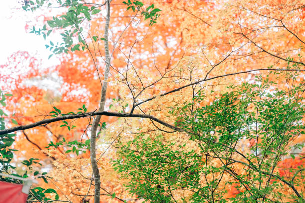 Color leaves seeing at Kyoto.