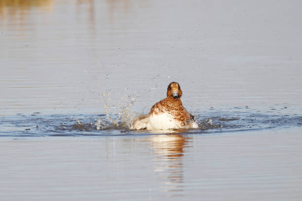 L 42-50cm, WS 71-85cm.Breeds on boreal forest lakes and marshes, tundra pools, also on temperate shallow fresh waters.Migratory in N, wintering largely in marine and freshwater habitats, also lakes and reservoirs.Gregarious except when nesting.Vegetarian; often grazes on arable fields in winter.This Picture is made in Polder Arkemheen, near Nijkerk (the Netherlands), where the bird is overwintering in large numbers.