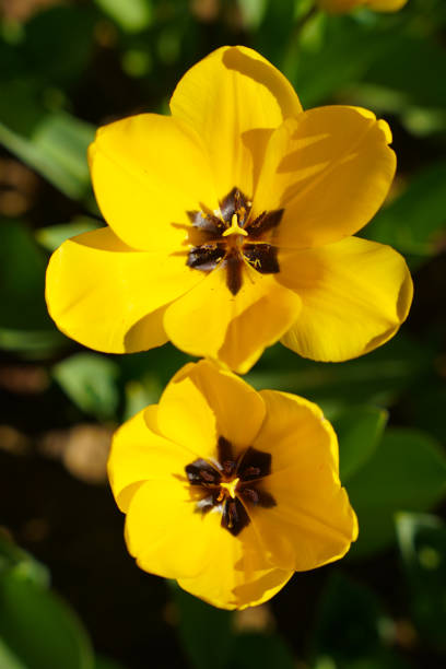 Beautiful and Yellow Tulips in Flower Garden