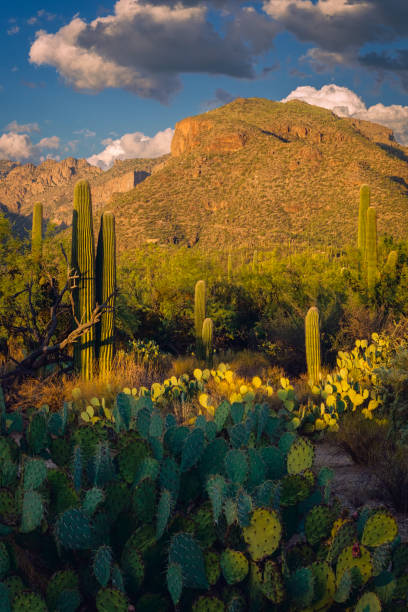 Beautiful desert scene showcasing towering Saguaro cacti against a rugged mountain backdrop under a vibrant sky. Perfect depiction of arid beauty and natural wilderness.