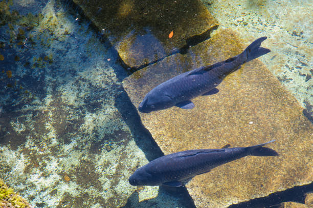 istock Black carp swimming in clear water 2188212519