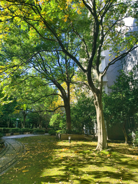 istock Landscape of a peaceful shaded park 2188213171