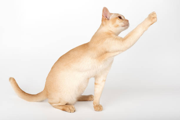 Adorable cream kitten of Burmese breed on studio background. Isolated cat for advertising.