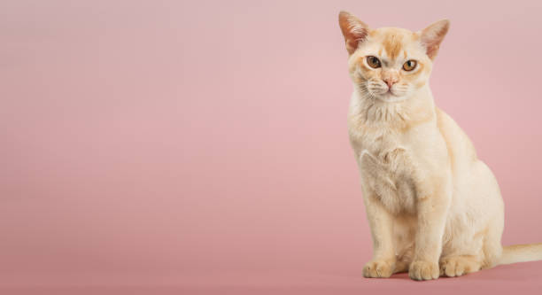 istock Cream Burmese cat on a colored background. 2188213985
