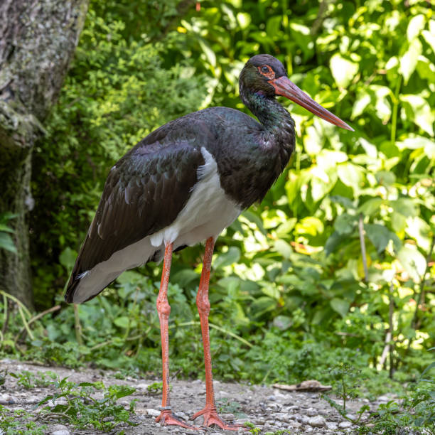 istock Black stork, Ciconia nigra in a german nature park 2188215600