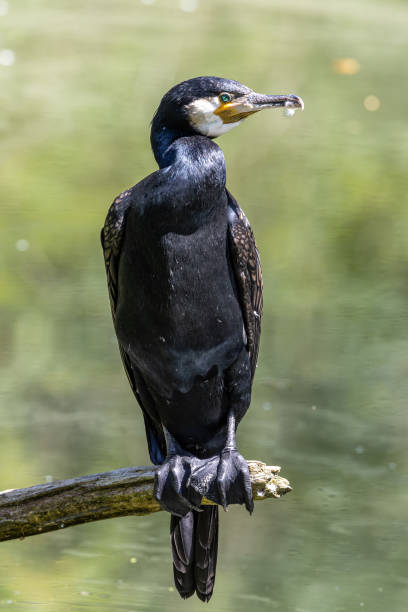 istock The great cormorant, Phalacrocorax carbo sitting on a branch 2188215610