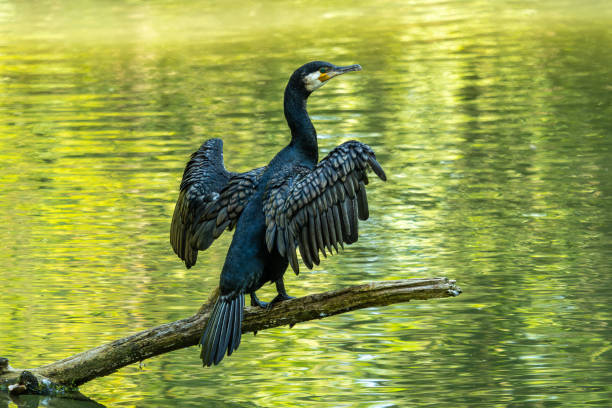 istock The great cormorant, Phalacrocorax carbo sitting on a branch 2188215648
