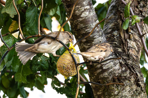 Fluffy house sparrow bird, Passer domesticus perched on bird feeder containing birdseed.
