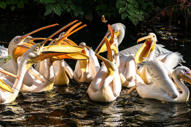 istock Great White Pelican, Pelecanus onocrotalus in a park 2188215770